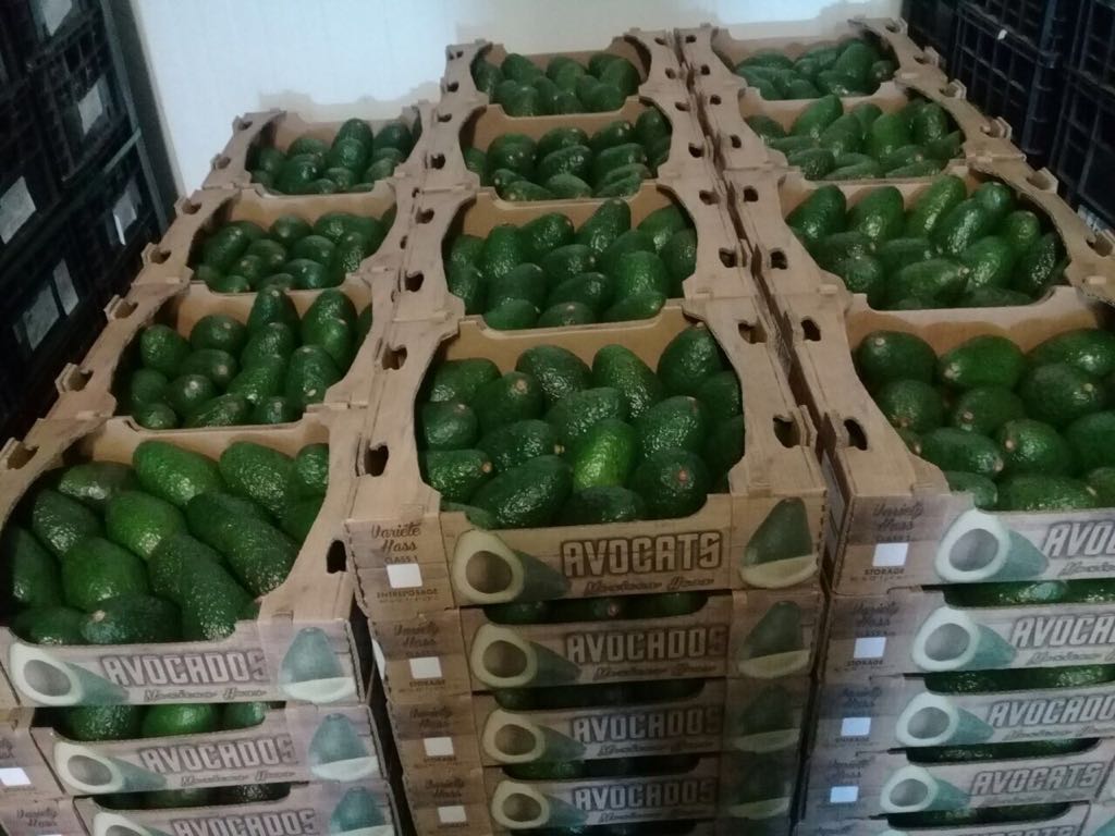 Avocados