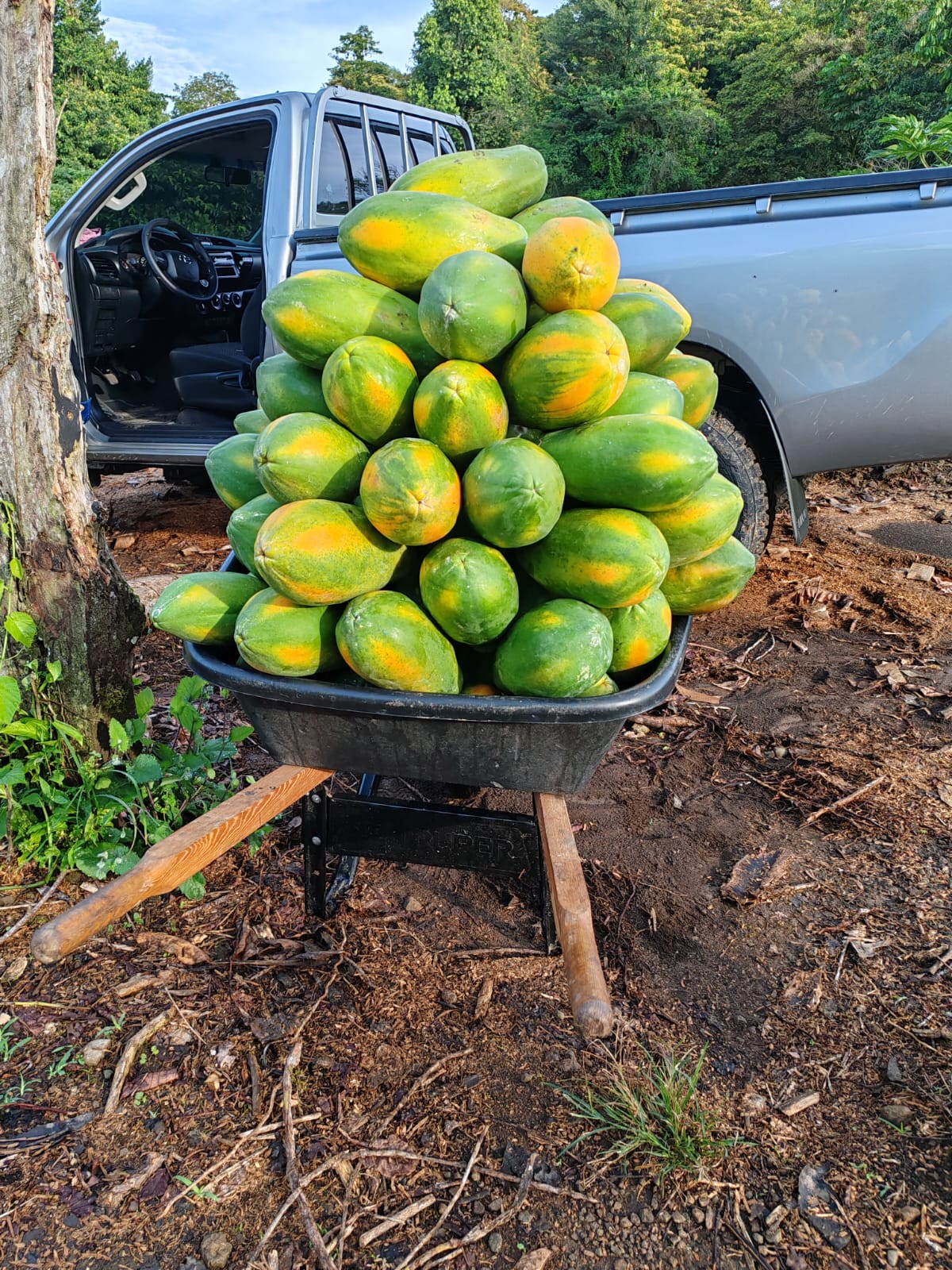 Papaya