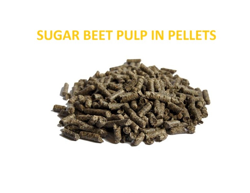 Sugar Beet Pulp Pellets